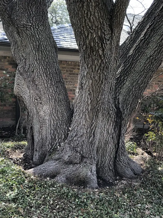 Mature heritage tree close to a West Valley City property cared for by certified arborists